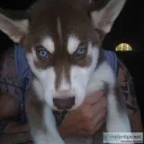 Siberian Husky Puppies