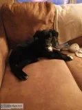 Rehoming medium sized dog