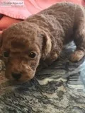 Red toy Poodle puppies 4Boys 1Girl