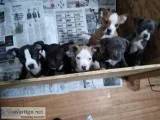 Puppies