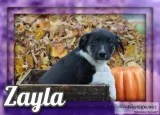 Zayla Female Australian Cur Mix