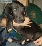 Akc great dane puppies