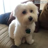 Coton De Tulear Puppy