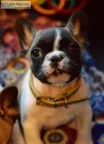 AKC French Bulldogs