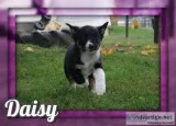 Daisy Female Australian Cur Mix