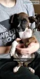 NAPR Registered Boxer Puppies
