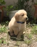 Healthy certified Cute and playful Golden Retrievers puppies