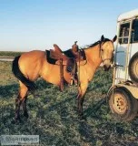 9 years old ranch horse  Winning Buckskin Quarter Horse