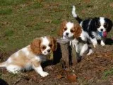 Snuggles - Male Cavalier King Charles Spaniel