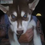 Siberian Husky Puppies