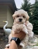 MalteseCackapoo