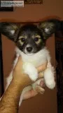 Purebred Papillon Puppies for sale
