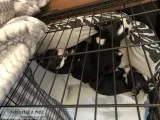 Boston terrier