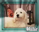 Millie Female Standard Poodle