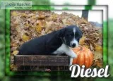 Diesel Male Australian Cur Mix