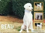 Standard Poodle For Stud