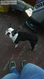 Boston terrier