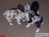 AUSSIES PUPPIES