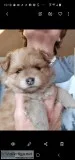 Pomeranian poodle