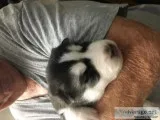 Siberian Husky Puppies