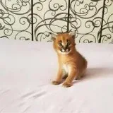 Caracal Kittens for sale Savannah Kittens for saleServal Kittens