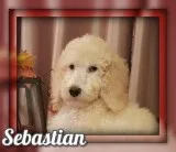 Sebastian Male Standard Poodle