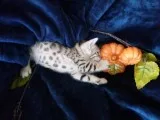 Bengal kittens