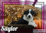 Saylor Female Australian Cur Mix