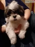 Shih Tzu Puppy