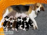 AKC BEAGLE PUPPIES TRI-COLORED