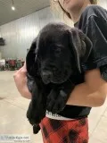 English Mastiff