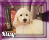 Kissy Female Standard Poodle