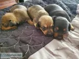 Chiweenie puppies for sale