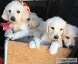 Labradoodles- Standard size Male and female