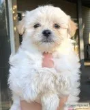 Small Dogs