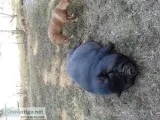 Potbellywild pig