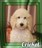 Cricket Female Standard Poodle