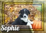 Sophie Female Australian Cur Mix