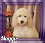 Maggie Female Standard Poodle
