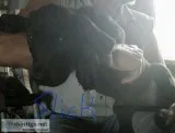Akc Great Dane Puppies 75% European