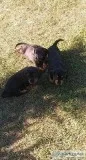 Mini daschounds