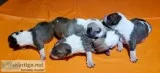 Akc Registered Bull Terrier pups
