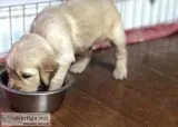 golden retriever puppies for sale in NH