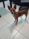 Cute friendly and playful puppy availanle for rehome