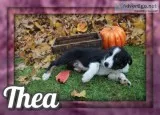Thea Female Australian Cur Mix