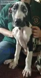 Great Dane pups Akc 75% European