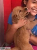 Golden Retriever Puppys
