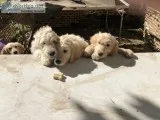 ADORABLE GOLDENDOODLE PUPS