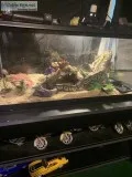 4 12 foot python