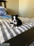Boston terrier puppies